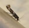 Elachista sp.